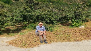 TMO 2025 fındık fiyatlarını açıkladı, gözler serbest piyasada