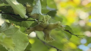 TMO fındık alım esaslarını açıkladı
