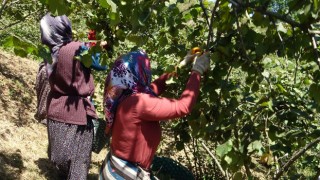 TMO'nun 2025 Fındık Fiyatı Açıklandı