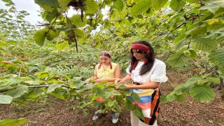 Trabzonda coğrafi işaretli Arsin Foşa fındığının hasadı başladı