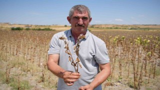 Trakya Birlikin ayçiçeği avans fiyatına tepki: Çiftçi şokta