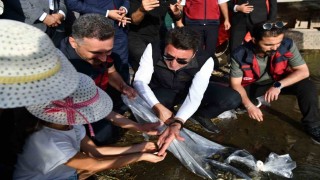 Tuncelide 850 bin adet balık suyla buluşturuldu