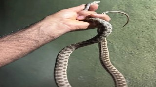 Tuncelide eve giren yılanı ekipler çıkardı