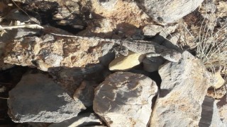 Tuncelide kırmızı listede bulunan ‘Bozkır Keleri görüldü