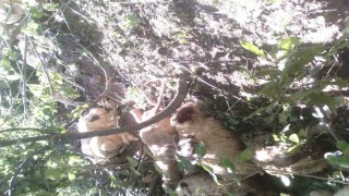 Tuncelide kurt saldırısı sonucu oluşan izdihamda 30 koyun telef oldu