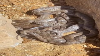 Tuncelide yumak halinde görüntülenen yılanlar şaşırttı