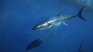 Türkiye yakalıyor, Japonya ve Güney Kore yiyor