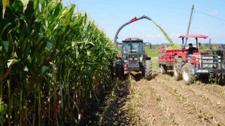 Türkiyenin hayvancılık yemleri Samsundan karşılanıyor