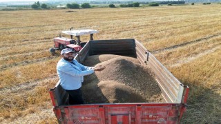Türkiyenin maydanoz tohumu ihtiyacının yüzde 75inin karşılandığı ilçede bereketli hasat başladı