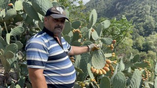 Uçurum kenarında yetişen dikenli incir, lezzetiyle zahmetinin önüne geçiyor