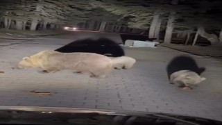 Uludağda ayıları görmek isteyen vatandaşlardan tehlikeli hareketler