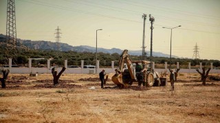 Üniversite kampüsündeki 6 tarihi zeytin ağacı yeni yerlerine taşındı
