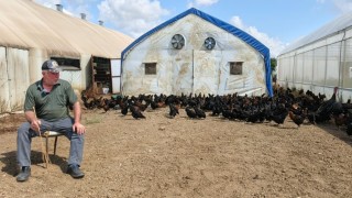 Üreticilere yüzde 50 hibeli 16 bin tavuk