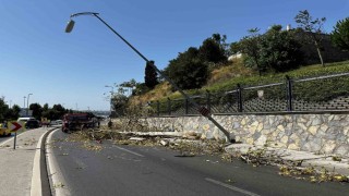 Üsküdarda ağaç seyir halindeki otomobilin üzerine devrildi