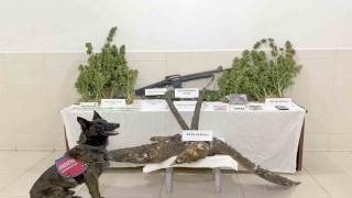 Uyuşturucu ticareti ile kaçak avcılık yapan şahıs tutuklandı