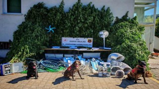 Uyuşturucu yetiştirene büyük darbe