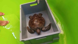 Üzerine file ve çuval dolanıp lenfleri zarar gören Yeşil Deniz Kaplumbağası kurtarıldı