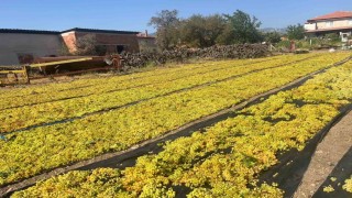 Üzümde fiyat belirsizliği hem üreticiyi hem de çalışanları tedirgin ediyor