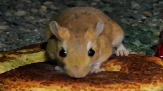 Uzunderede nesli tükenmekte olan Arap Tavşanı görüntülendi