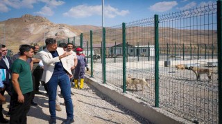 Vali Çelik: Sokak hayvanları için güvenli, sağlıklı yaşam alanları oluşturuyoruz