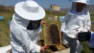 Vali Çiçek, ilk bal sağımını gerçekleştirdi