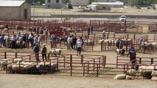 Van Hayvan Pazarı yeniden hizmete başladı