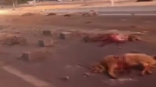 Vanda kamyonet sürüye çarptı: 37 koyun telef oldu