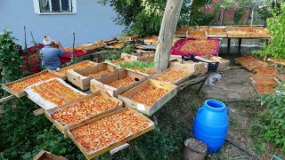 Vanda kayısı kurutma dönemi başladı