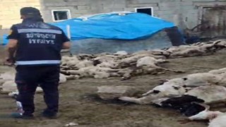 Vanda kurt saldırısı: 111 koyun telef oldu