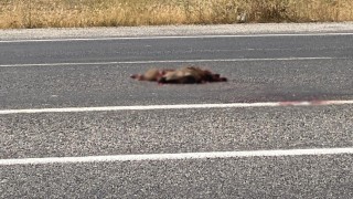 Vanda otomobil domuza çarptı