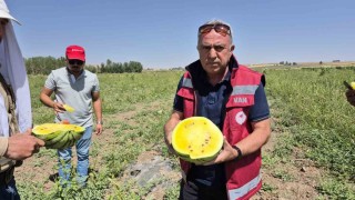 Vanda sarı karpuz dönemi başladı