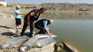 Vandaki göllere 450 bin yavru sazan bırakıldı