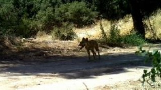 Yaban hayatı fotokapana yakalandı