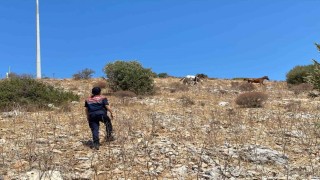 Yaban hayatın son sığınağında jandarmadan denetim