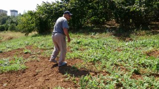 Yalıncak karpuzunu kuraklık vurdu