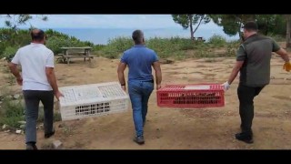 Yalova Esenköyde 100 kınalı keklik doğaya salındı