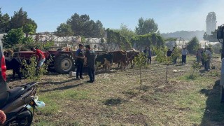 Yalovada büyükbaş hayvanlar alevlerden son anda kurtarıldı