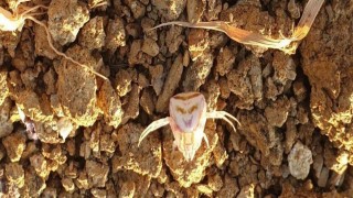 Yalovada insan yüzlü örümcek görüldü