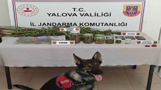 Yalovada ormanlık alanda yasa dışı kenevir ekimi yapan 3 şüpheli yakalandı