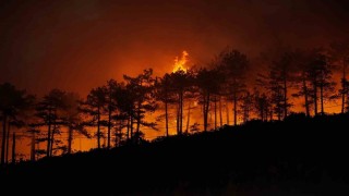 Yanan 3 bin hektar orman için 100 yıl gerekiyor