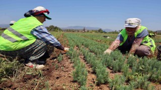 Yanan sahaların fidanları hazır