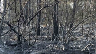 Yangından kaçan karaca görüntüleri kameralara yansıdı