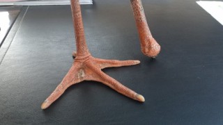 Yangından kaçan yaralı leylek koruma altına alındı