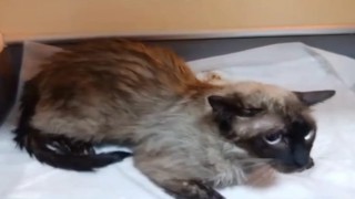 Yangından kurtarılan kediye itfaiye ekiplerinden kalp masajı