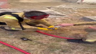 Yangından kurtarılan yaralı kirpiye orman işçileri su içirdi