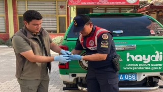 Yaralı arı kuşu koruma altına alındı