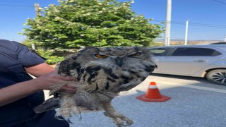 Yaralı bulunan baykuş koruma altına alındı