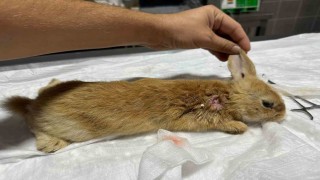 Yaralı halde bulunan tavşan tedavi altına alındı