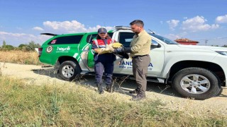 Yaralı leyleğin imdadına jandarma yetişti