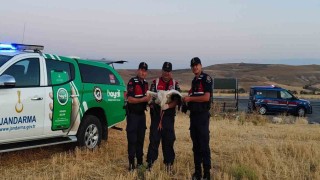 Yaralı leylek koruma altına alındı